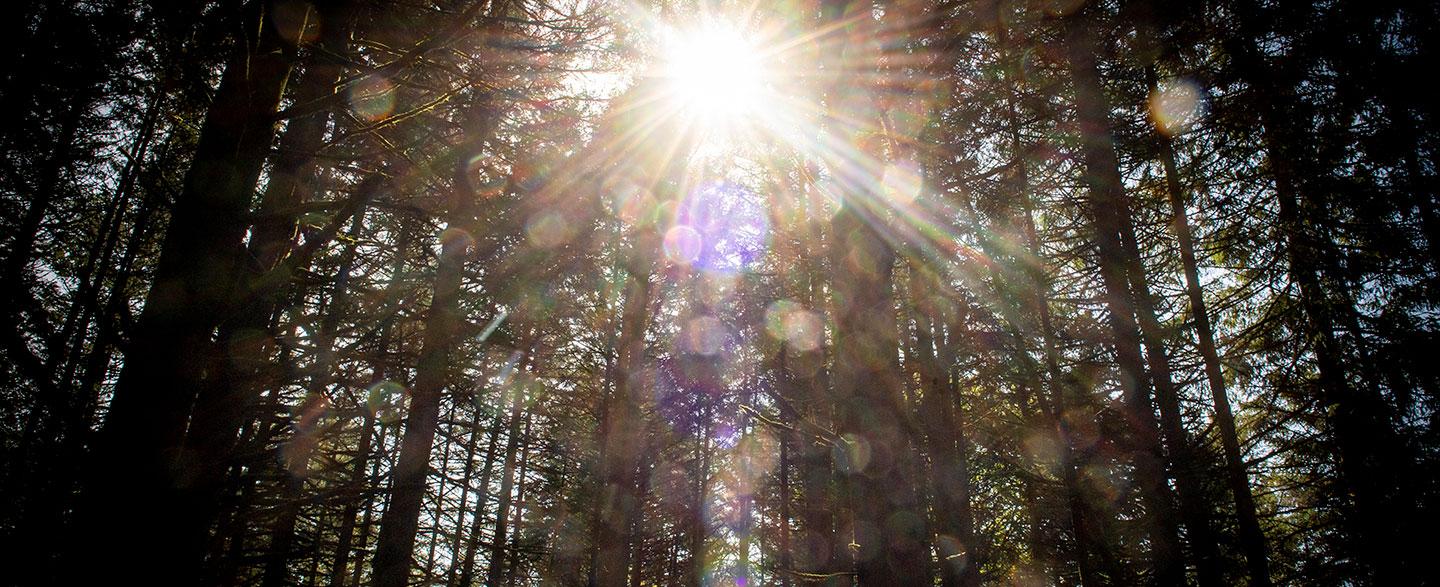light shining through the trees.